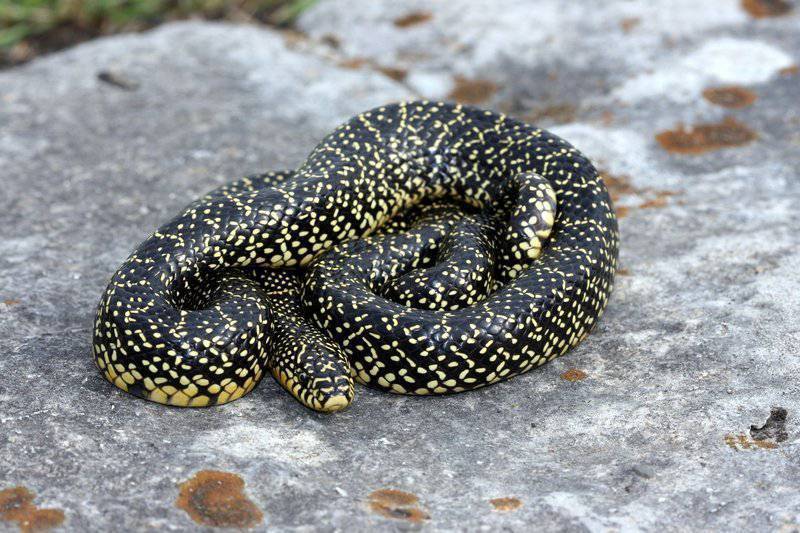Mengenal Ular King Snake – Si Ular Raja yang Jinak dan Unik | Panduan ...