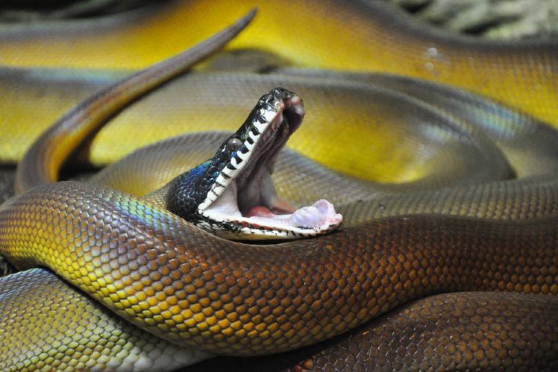 White Lipped Python: Si Eksotis yang Berkilau dari Papua | Panduan ...