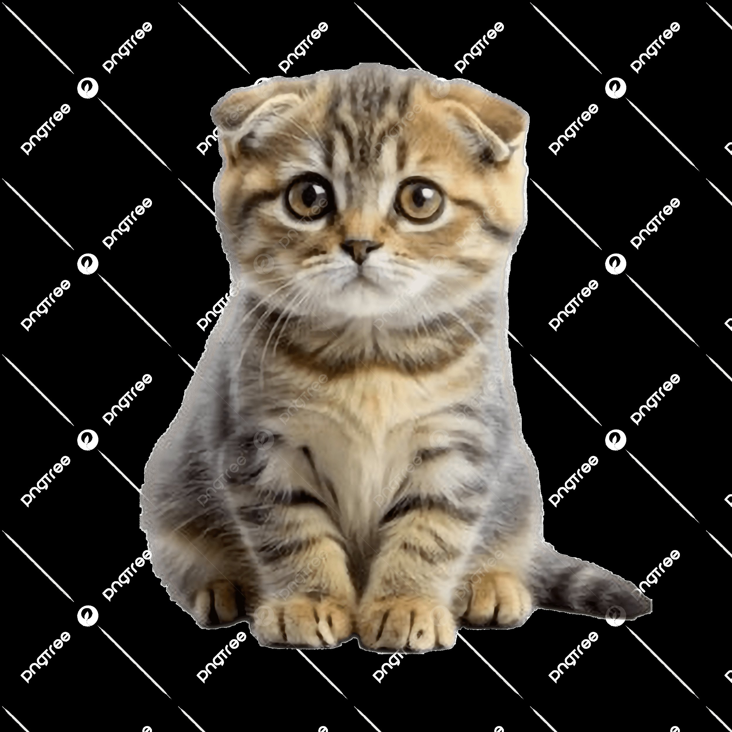 Foto 1 dari Kucing hitam 