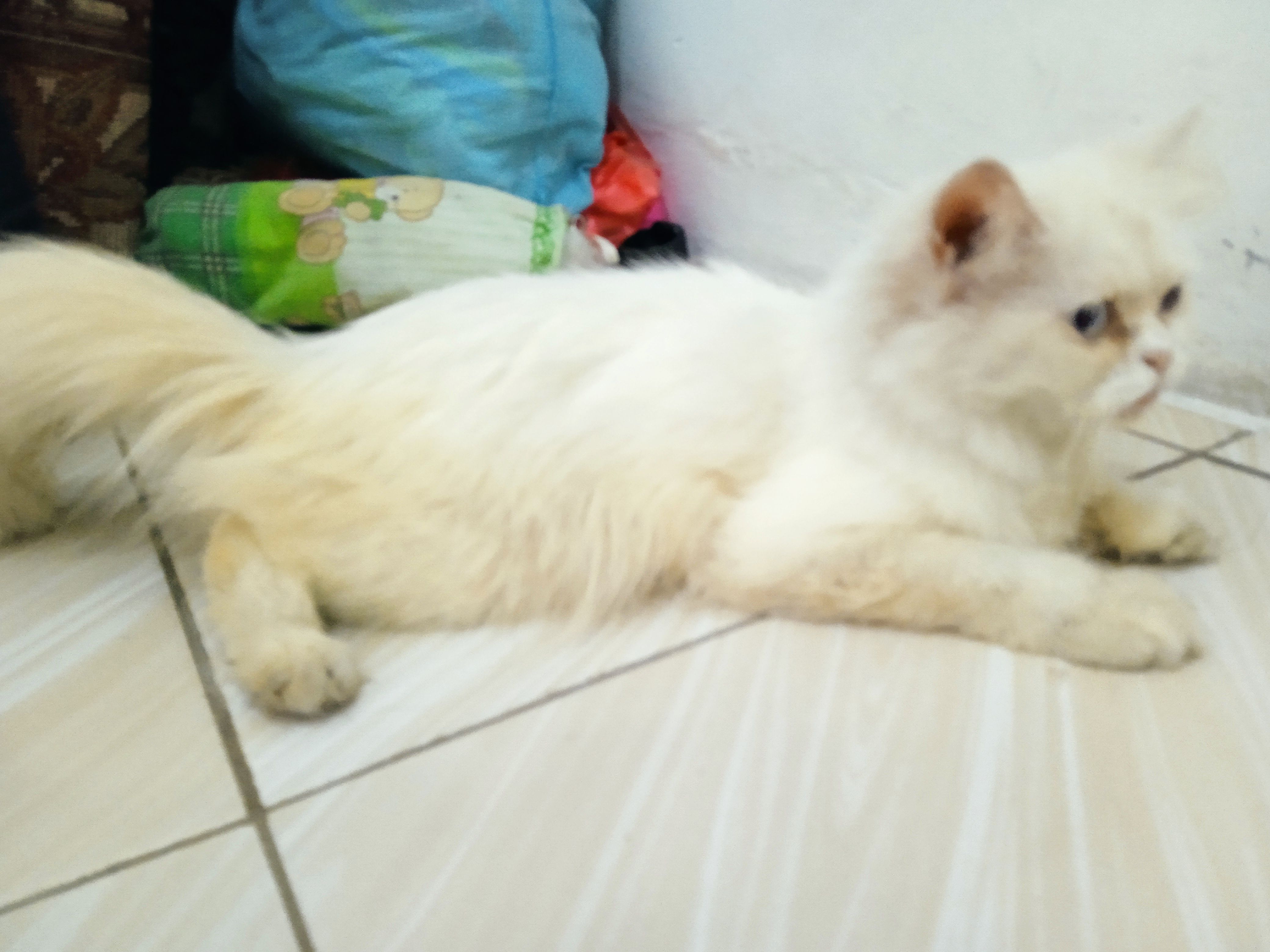 Foto 2 dari Saya mau lepas adobsi si gemoy Persia flatnose