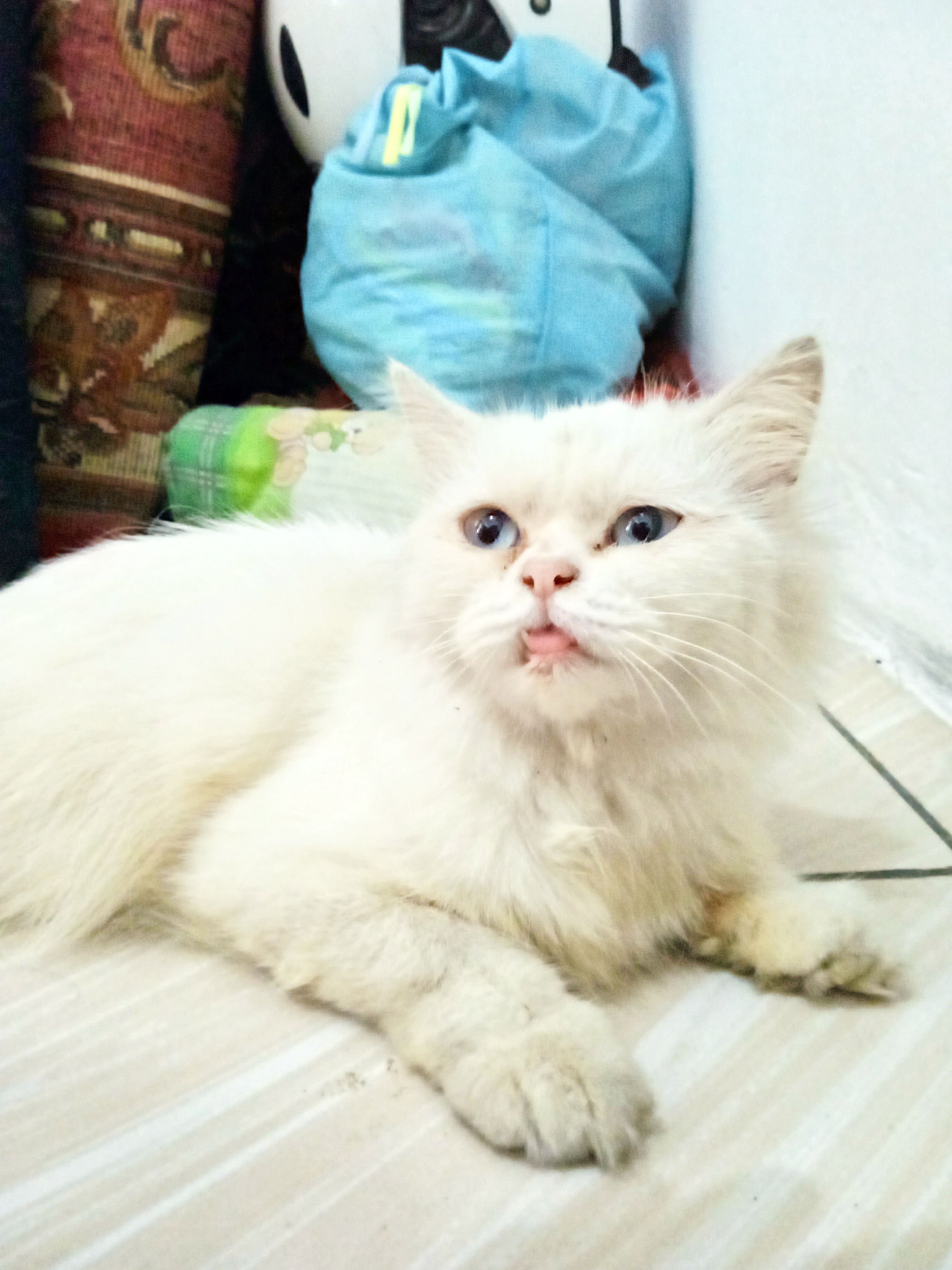 Foto 1 dari Saya mau lepas adobsi si gemoy Persia flatnose