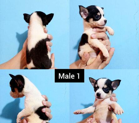 jual-anakan-chihuahua-murni-murah-mini-polosan-GJXAC8CV2R