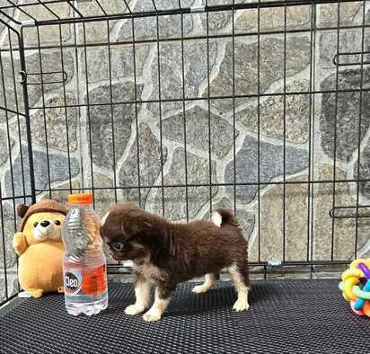 jual-chihuahua-betina-teacup-cakep-WWLR72713U