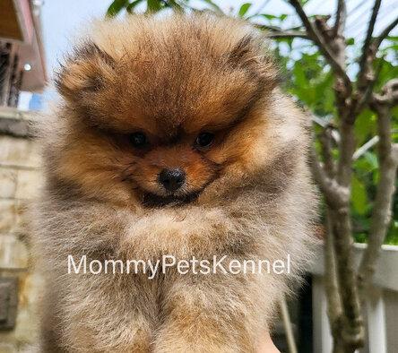 minipom-termurah--FEOZUB9981