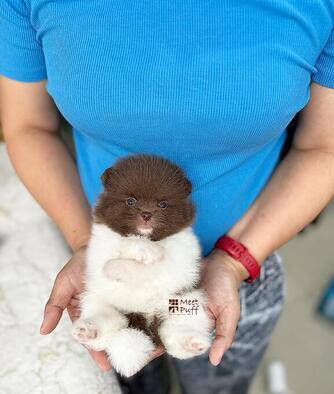 jual-puppy-pom-warna-choco--tan-miss-mochaccino-super-cute-glamour-high-quality-GAOCIAF59H
