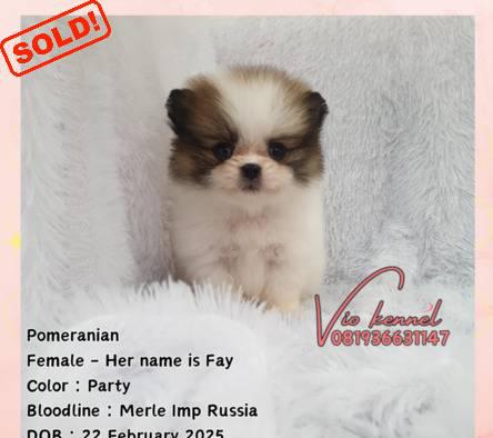 5-ekor-teacup-pomeranian-FX8GZX0MFS