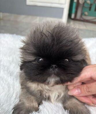 jual-pekingese-keturunan-full-impor-russia-bloodline-champion-AL1ALLWBOB