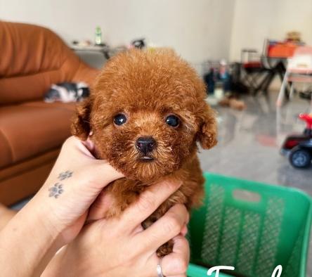 poodle-super-tiny--teacup-NBJ74SVD4N