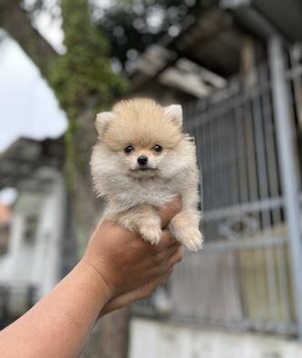 jual-puppy-minipom-betina-bulu-tebal-super-murmer-JWMOU0UFC8