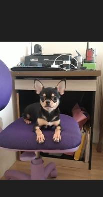 for-sale-chihuahua-B0E6TVBI9H