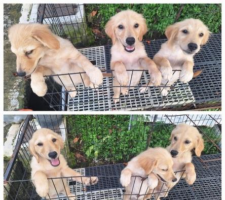 anakan-golden-betina-IFLGBU4KJI