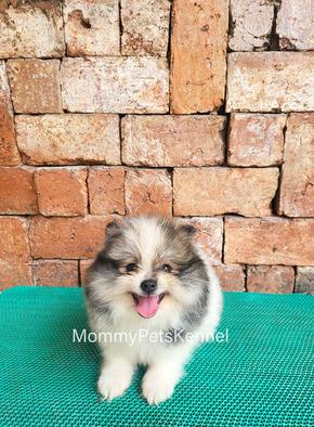 jual-mini-pom-mevvah-termurah--V7BJN1C6O5
