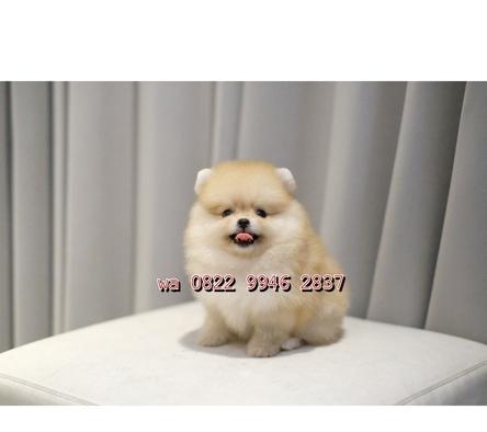 anjing-minipom-betina-cream-sable-pomeranian-OOU0LCOJD5