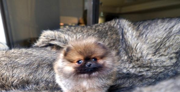 for-sale-high-quality-female-pom-puppy-4RFD3FT4EU