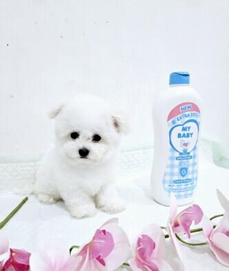 for-sale--korean-female-bichon-kualitas-super-P6FGMN1WTR
