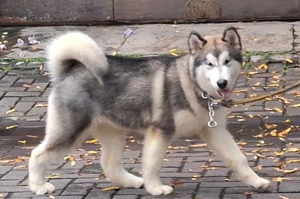 female-alaskan-malamute-bloodline-eropa-show-quality-YH2POBBSYZ
