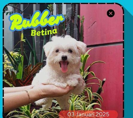 maltese-betina-mini-CBJA23YZSS