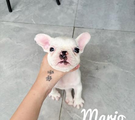 frenchie-male-lucu-IPWJO87S0U