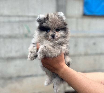 sale-female-minipom-merle-cucu-import-thailand-5K1RHGJAXC