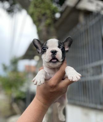 puppy-mini-french-bulldog-jantan-super-cute-U7HDGJWQA5