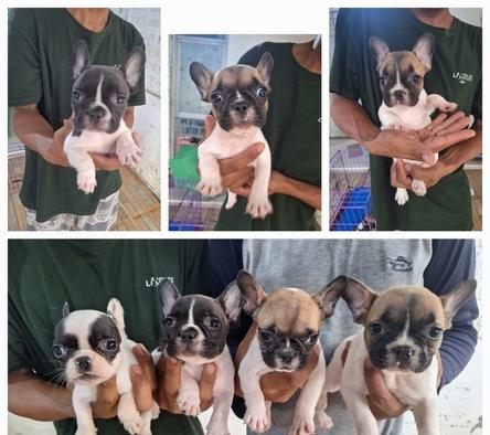 dijual-anakan-frenchie-ABNKR62TQ3