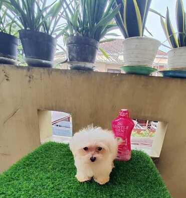maltese-puppy-jantan-dan-betina-JLB09WCLM2