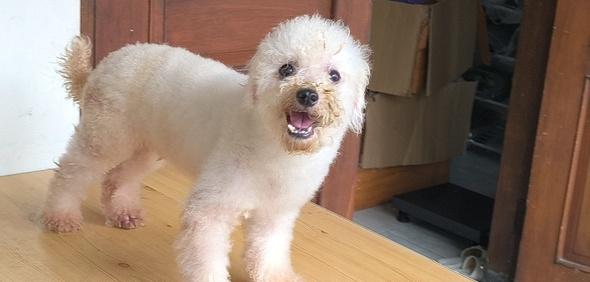 jual-pejantan-white-toy-poodle-non-stamboom-11P6ZDSKU0