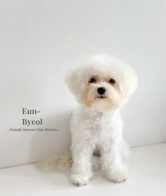 eunbyeol-female-korean-line-bichon-frise-ONQA1FRY7Q