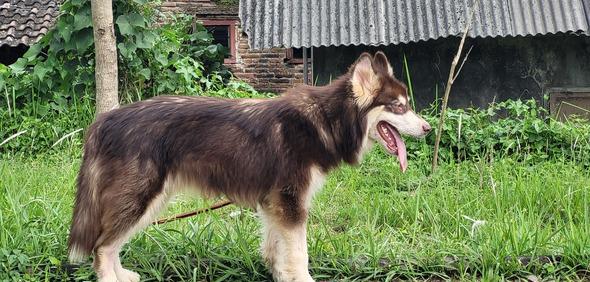 dijual-alaskan-malamute-lucu-dan-menggemaskan-CSOLE9E53E