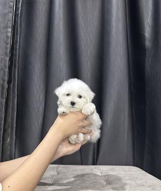 jual-mini-bichon-betina-bloodline-import-korea-3GOVFB0E1N
