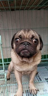 jual-1-ekor-pug-betina-dewasa-13TFHBROOW