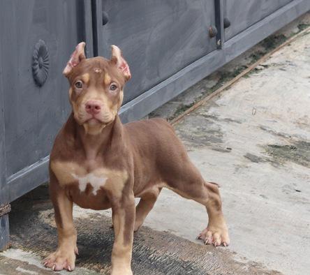 jual-pitbull-betina-name-cleopat-MENYMAHHPL