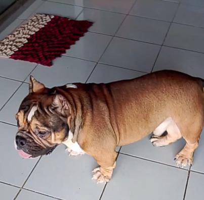 jual-american-bully-exotic-DY352X7N9G
