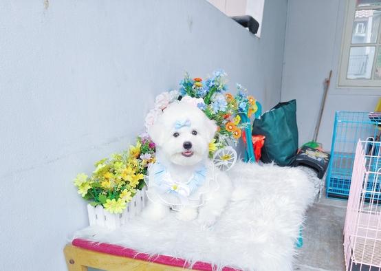 jual-cute-korean-bichon-frise-male-bloodline-import-korea-bulu-super-tebal-dan-fluffy-4BE9OMTY2R