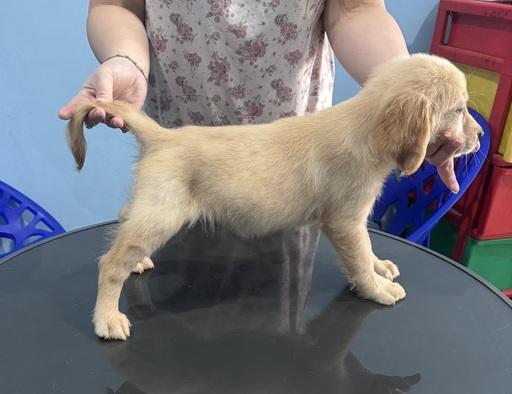 jual-anak-anjing-golden-retriever-puppy-vaksin-4NHI52NCBA