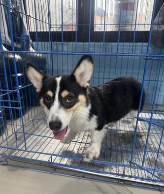 jual-pembroke-welsh-corgi-puppy-stamboom-vaksin-3U73XDILZE