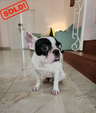 jual-french-bulldog-usia-1-tahun-DMHXG62BB4