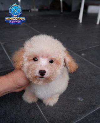 for-sale--apricot-poodle-betina-cutezzz-7HTYC8C6OL