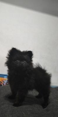 dijual-anakan-pomeranian-kualitas-bagus-CLI3SVPJWP