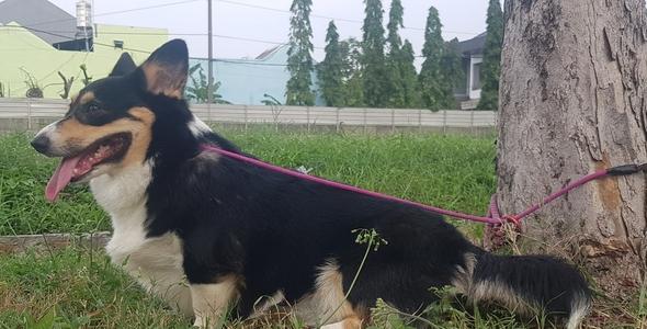 corgi-indukan-premium-VCKH3XHV21