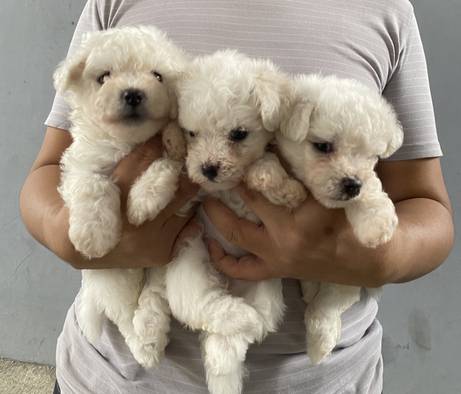 puppy-bichon-frise-8TEV4ARNI9