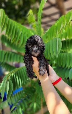 for-sale-puppy-toy-poodle-light-silver--3-male-O3RXVPMA2K