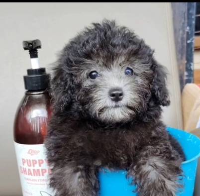 toy-poodle-silver-female-GA80IHD5XP