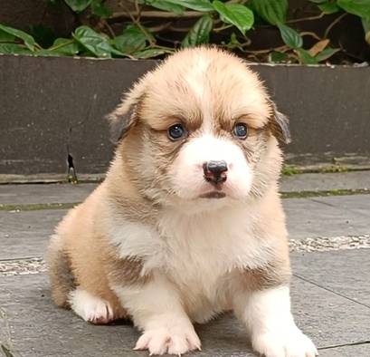jual-puppy-welsh-corgi-KNB2S0DKSV