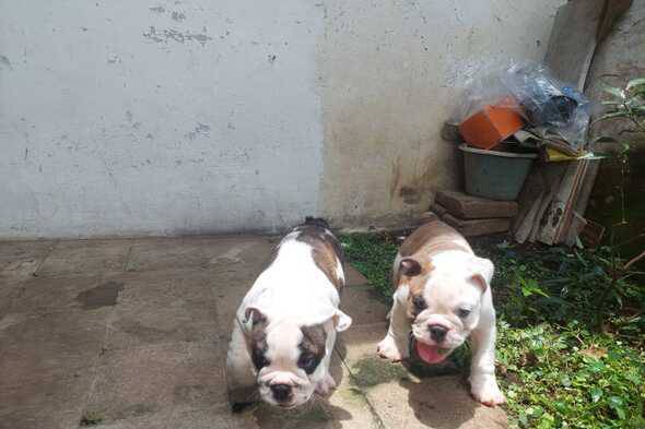 2-anjing-bulldog-betina-BLY67RQQEP