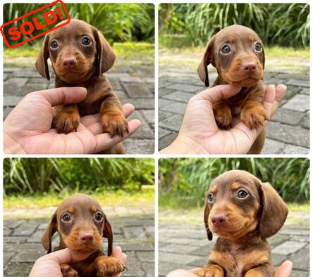 jual-tekel-puppy-3-jantan--1-betina-XT9V3KGQD4