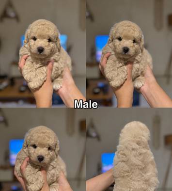 jual-maltipoo-puppy-ZIO60S6JX4