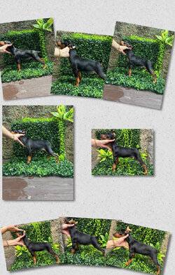 jual-miniature-pinscher-good-quality-minpin-dijual-LL2U5DOPC0