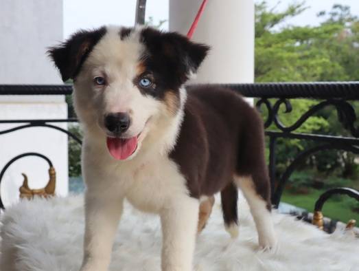 bodercollie-super-unik-sangat-langka--tricolor--mata-biru--betina-EIH55SSB52