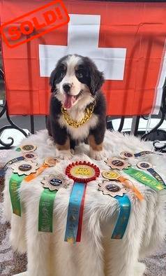 jual-puppy-bernese-kualitas-istimewa-female-INYISR1FKR
